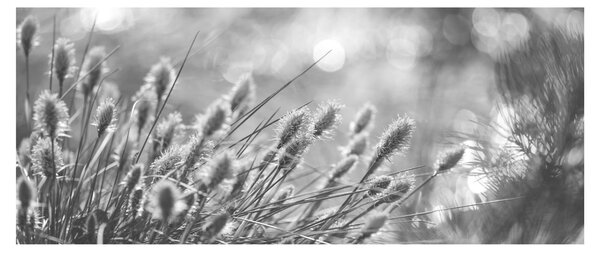 Obraz - Béžová soft grass N⁰1 (120x50 cm)