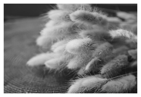 Obraz - bunny tail grass na stole (90x60 cm)
