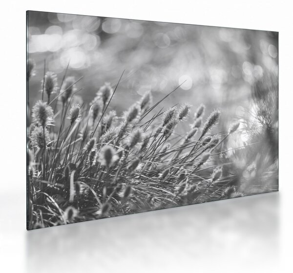 Sklenený obraz - Béžová soft grass N⁰1 (70x50 cm)