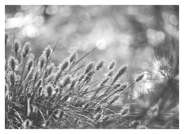 Sklenený obraz - Béžová soft grass N⁰1 (70x50 cm)
