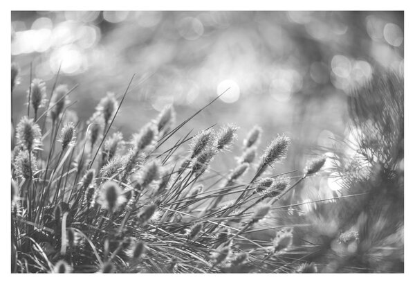Obraz - Béžová soft grass N⁰1 (90x60 cm)