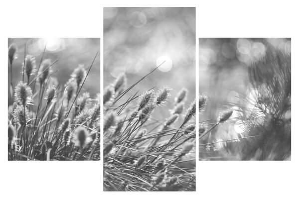 Obraz - Béžová soft grass N⁰1 (90x60 cm)
