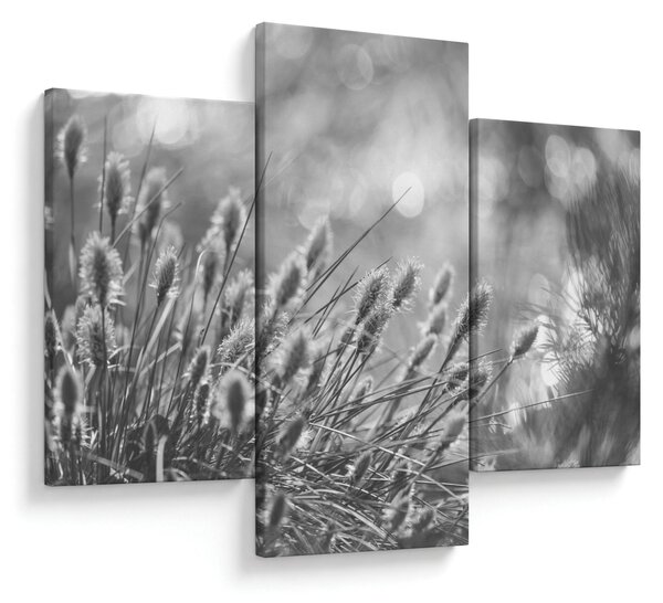 Obraz - Béžová soft grass N⁰1 (90x60 cm)