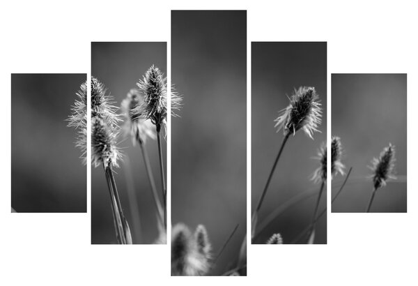 Obraz - Béžová soft grass N⁰2 (150x105 cm)