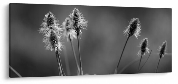 Obraz - Béžová soft grass N⁰2 (120x50 cm)