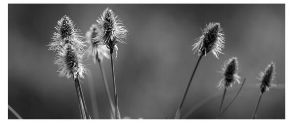 Obraz - Béžová soft grass N⁰2 (120x50 cm)