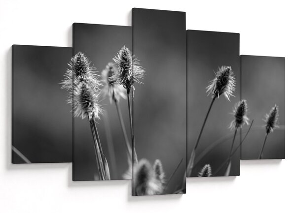 Obraz - Béžová soft grass N⁰2 (150x105 cm)