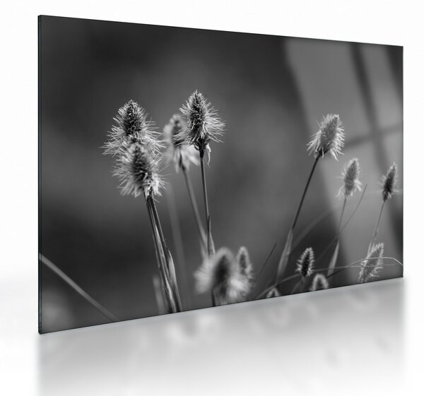 Sklenený obraz - Béžová soft grass N⁰2 (70x50 cm)