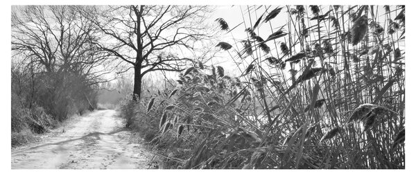 Obraz - Pole v zime (120x50 cm)