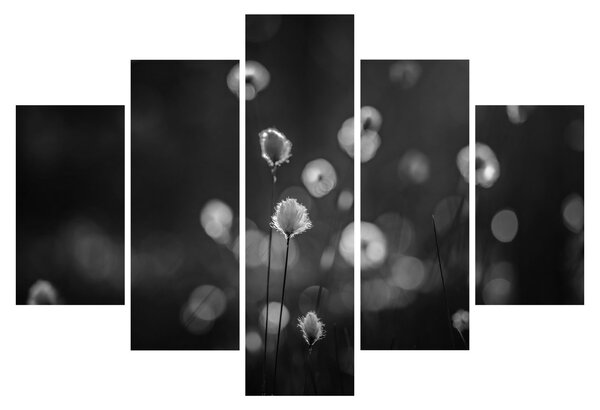 Obraz - Cottongrass na lúke (150x105 cm)