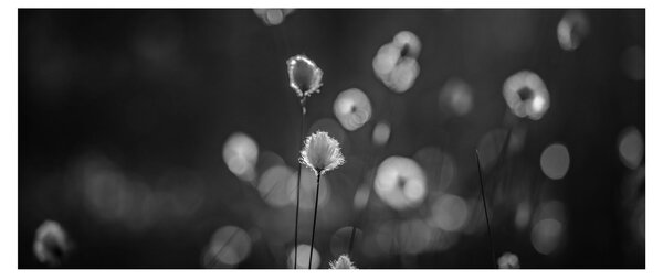 Obraz - Cottongrass na lúke (120x50 cm)