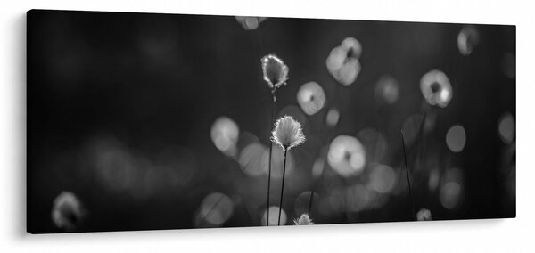 Obraz - Cottongrass na lúke (120x50 cm)