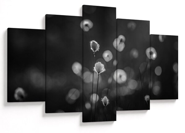 Obraz - Cottongrass na lúke (150x105 cm)