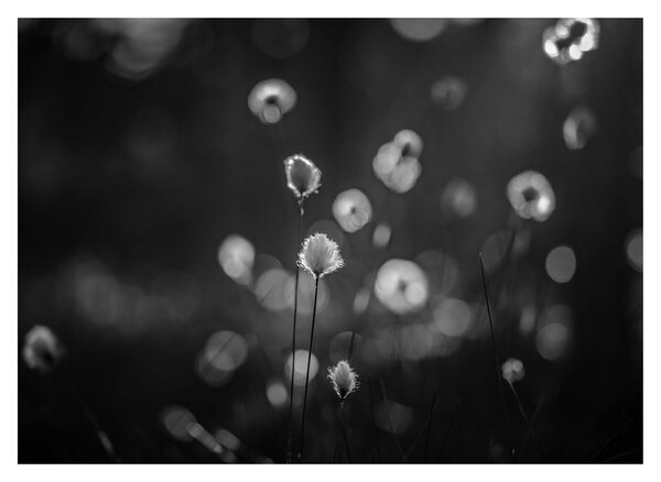 Sklenený obraz - Cottongrass na lúke (70x50 cm)