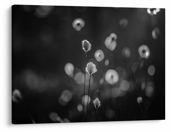 Obraz - Cottongrass na lúke (70x50 cm)