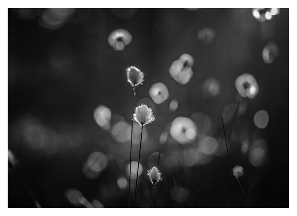 Obraz - Cottongrass na lúke (70x50 cm)