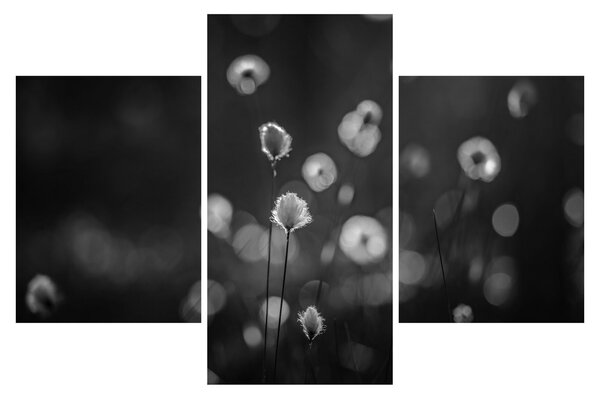 Obraz - Cottongrass na lúke (90x60 cm)