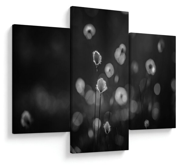 Obraz - Cottongrass na lúke (90x60 cm)