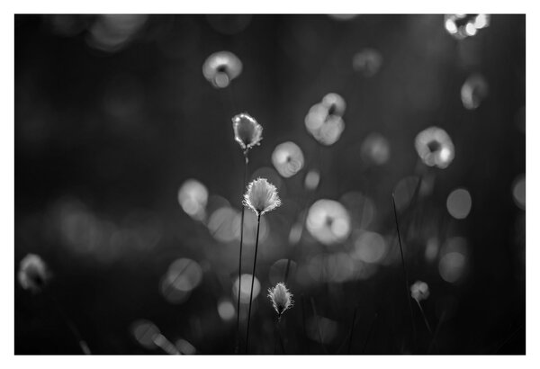 Obraz - Cottongrass na lúke (90x60 cm)
