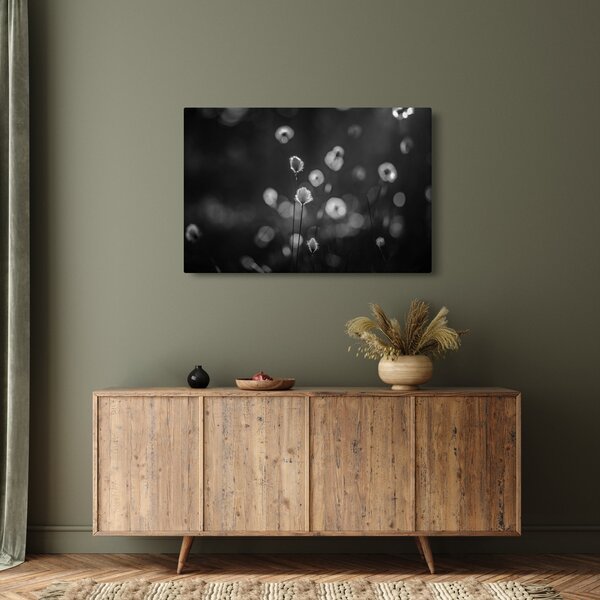 Obraz - Cottongrass na lúke (90x60 cm)