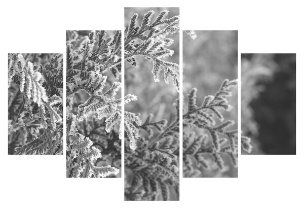 Obraz - Smrekový les (150x105 cm)