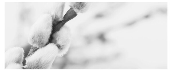 Obraz - Začiatok jari (120x50 cm)