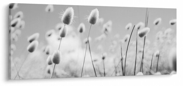Obraz - Boho bunny tail grass (120x50 cm)