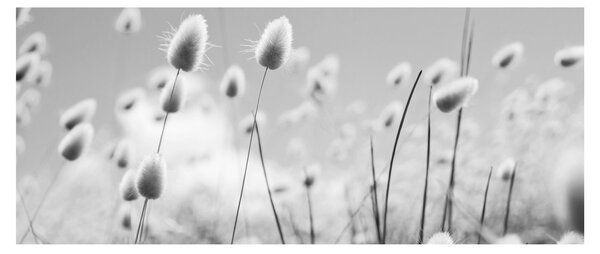 Obraz - Boho bunny tail grass (120x50 cm)