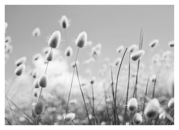 Sklenený obraz - Boho bunny tail grass (70x50 cm)