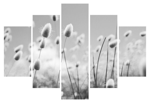 Obraz - Boho bunny tail grass (150x105 cm)