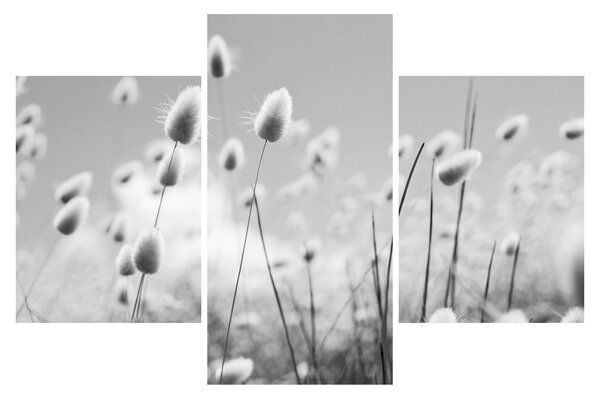 Obraz - Boho bunny tail grass (90x60 cm)