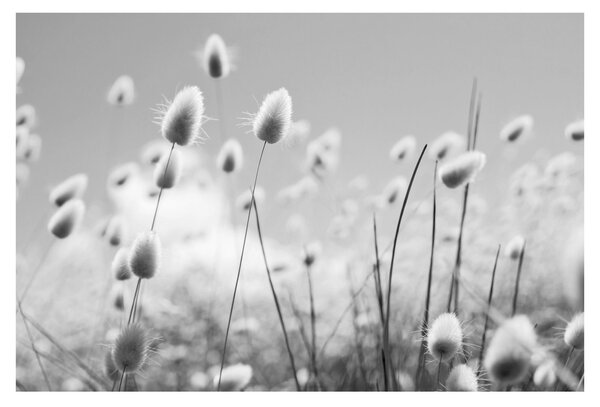 Obraz - Boho bunny tail grass (90x60 cm)