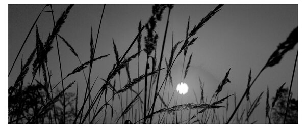 Obraz - Lúka so západom slnka (120x50 cm)