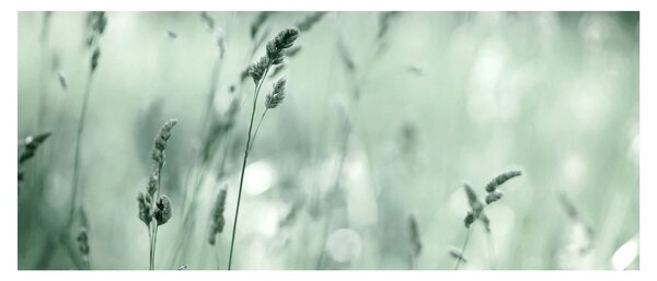 Obraz - Zelená lúka (120x50 cm)