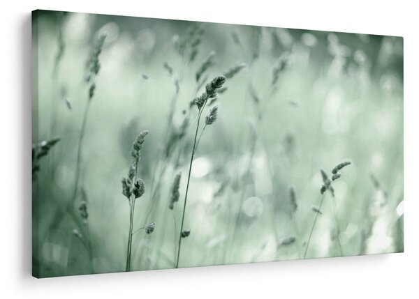 Obraz - Zelená lúka (90x60 cm)