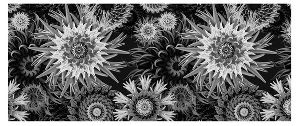 Obraz - Čiernobiele bodliaky (120x50 cm)