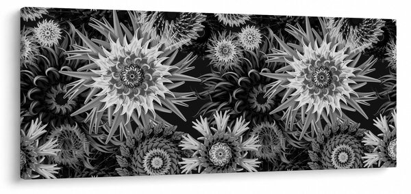 Obraz - Čiernobiele bodliaky (120x50 cm)