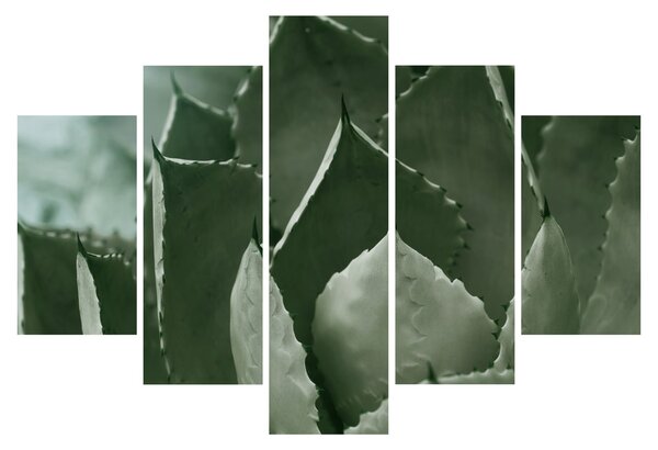 Obraz - Zelená agáve (150x105 cm)