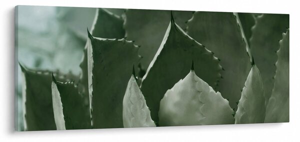 Obraz - Zelená agáve (120x50 cm)