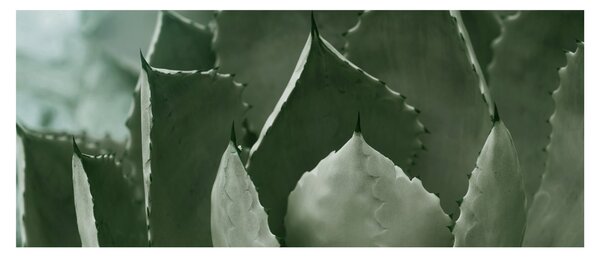 Obraz - Zelená agáve (120x50 cm)