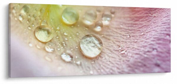 Obraz - Kvapky rosy (120x50 cm)