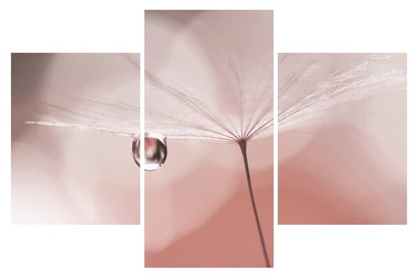 Obraz - Kvapka rosy (90x60 cm)