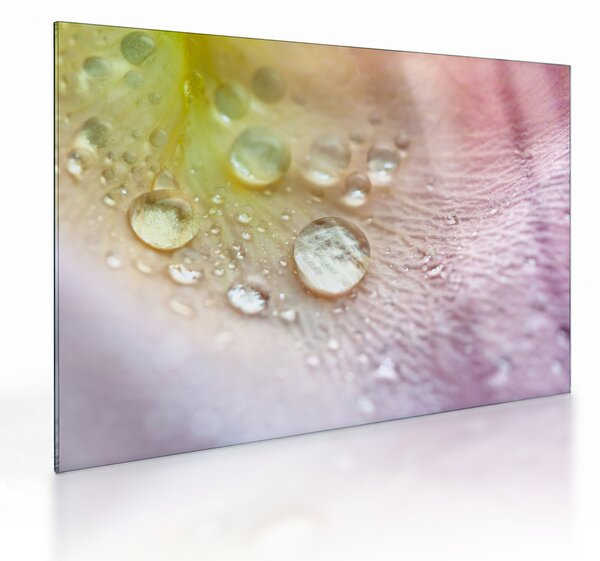 Sklenený obraz - Kvapky rosy (70x50 cm)