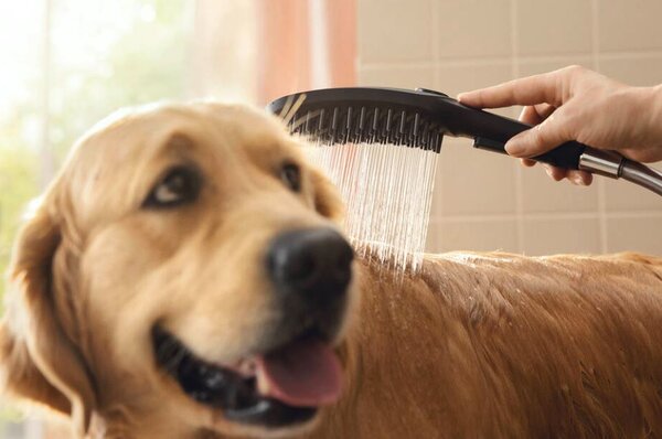Hansgrohe DogShower - Ručná sprcha pre psa, biela matná 26640700