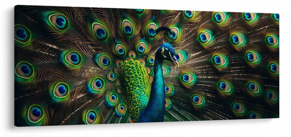 Obraz – Páv (120x50 cm)