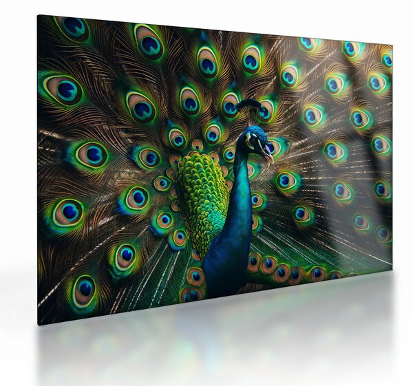 Sklenený obraz – Páv (70x50 cm)