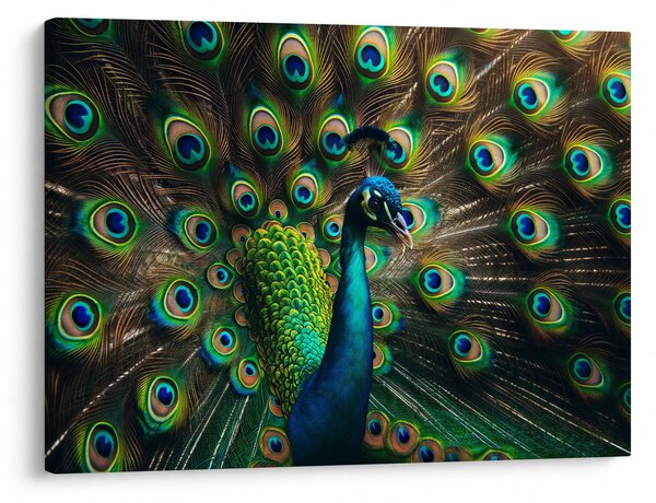 Obraz – Páv (70x50 cm)