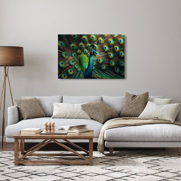 Obraz – Páv (90x60 cm)