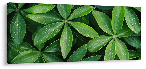Obraz - Listy s kvapkami rosy (120x50 cm)