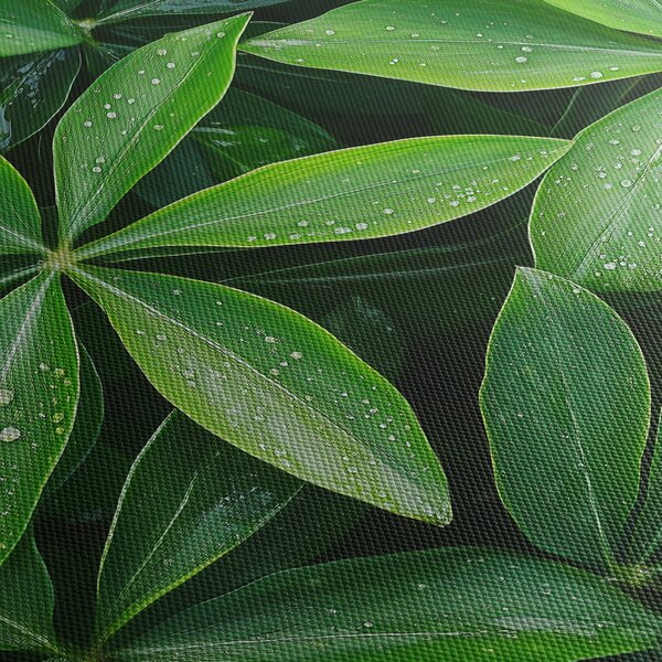 Obraz - Listy s kvapkami rosy (120x50 cm)